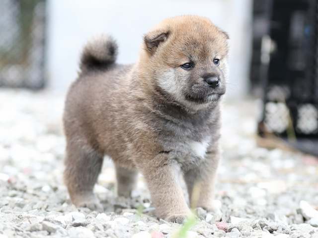 AI5I7384-puppy AI5I7384-puppy