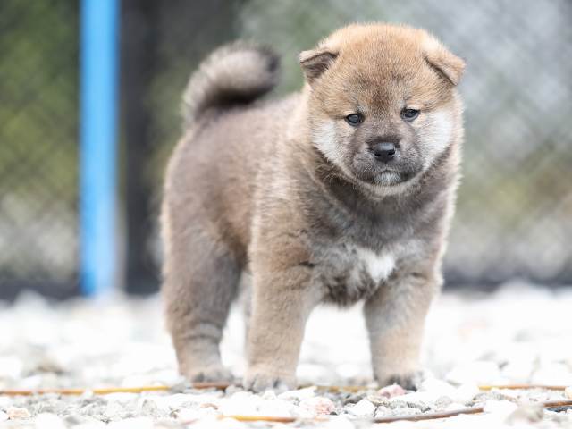 AI5I7452-puppy AI5I7452-puppy