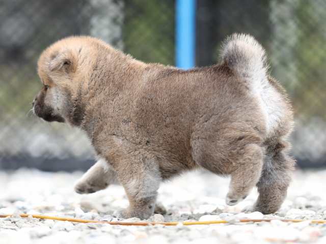 AI5I7468-puppy AI5I7468-puppy
