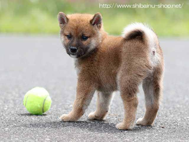 AI5I7571-puppy AI5I7571-puppy