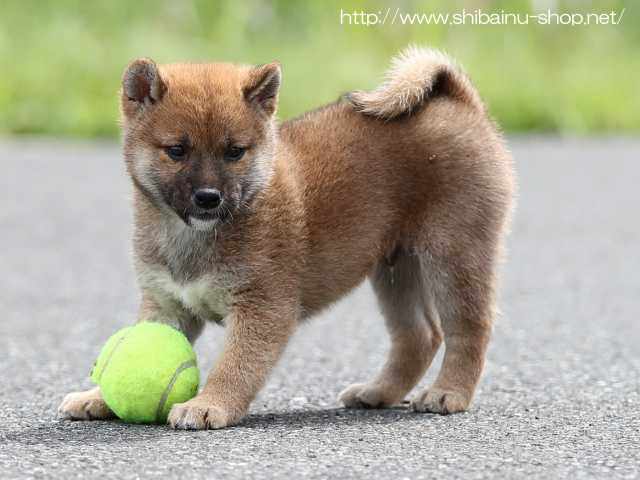 AI5I7588-puppy AI5I7588-puppy