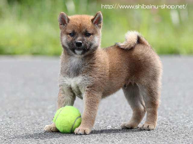 AI5I7592-puppy AI5I7592-puppy