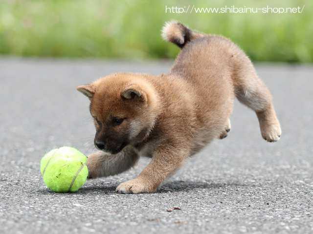 AI5I7617-puppy AI5I7617-puppy