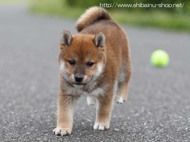 AI5I7931-puppy AI5I7931-puppy