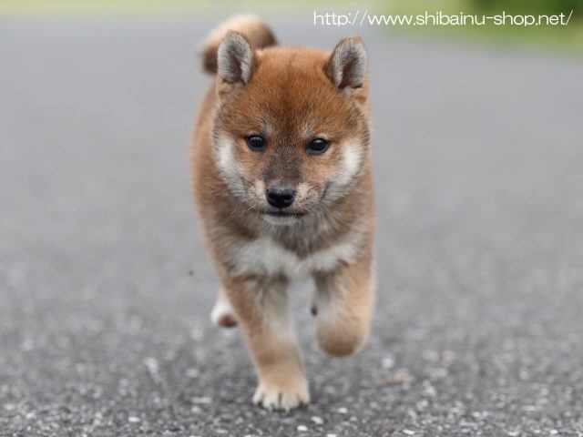 AI5I7935-puppy AI5I7935-puppy