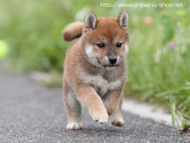 AI5I7950-puppy AI5I7950-puppy