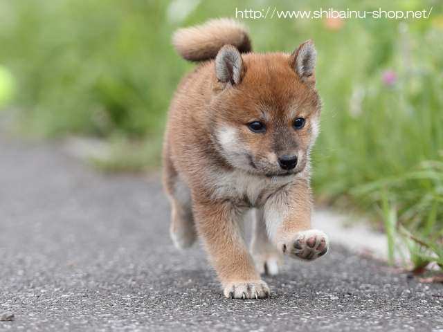 AI5I7951-puppy AI5I7951-puppy