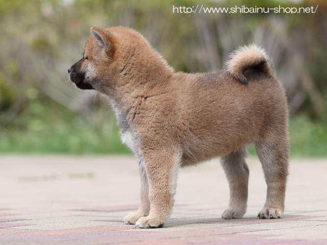 AI5I8012-puppy AI5I8012-puppy
