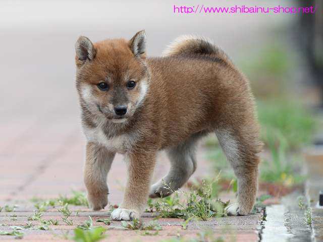 AI5I8086-puppy AI5I8086-puppy