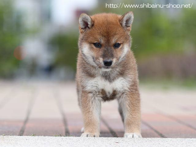AI5I8139-puppy AI5I8139-puppy