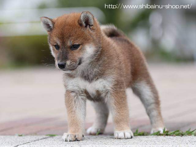 AI5I8161-puppy AI5I8161-puppy