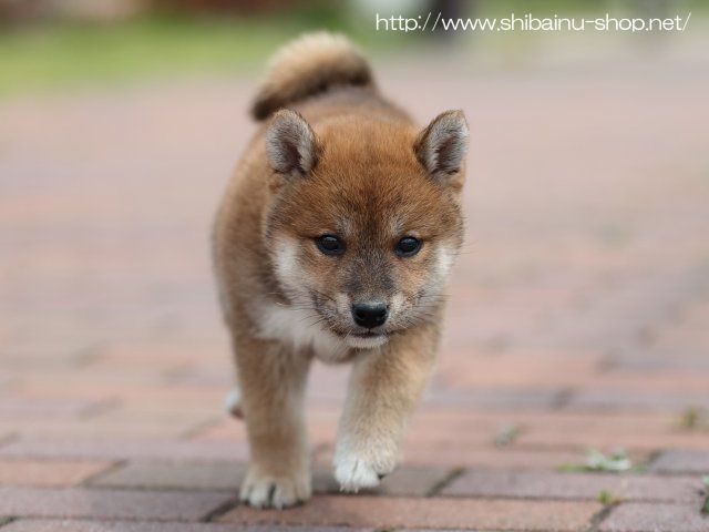 AI5I8296-puppy AI5I8296-puppy