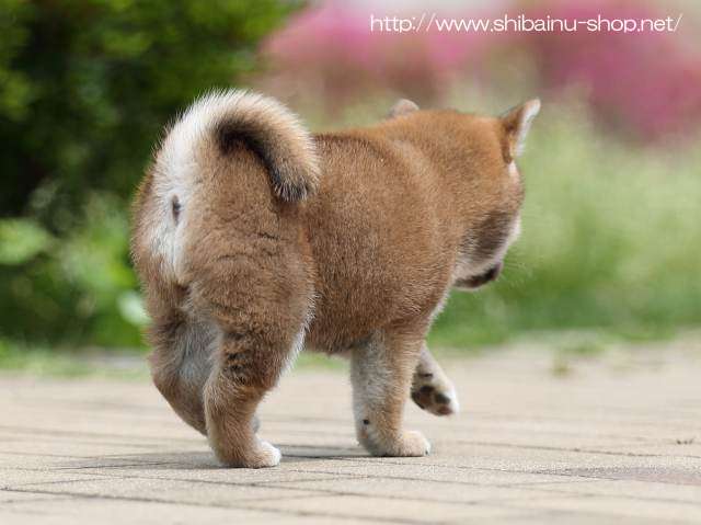 AI5I8321-puppy AI5I8321-puppy