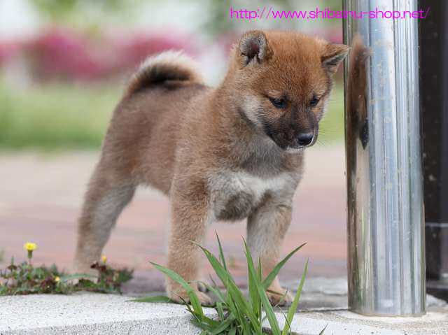 AI5I8394-puppy AI5I8394-puppy