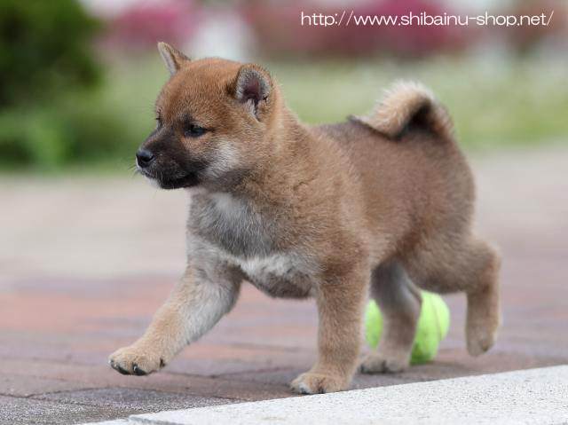 AI5I8427-puppy AI5I8427-puppy