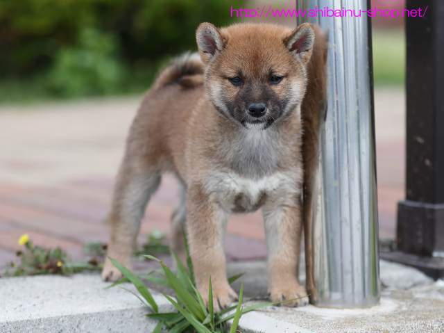 AI5I8487-puppy AI5I8487-puppy