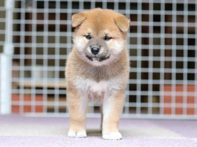 AI5I8508-puppy AI5I8508-puppy