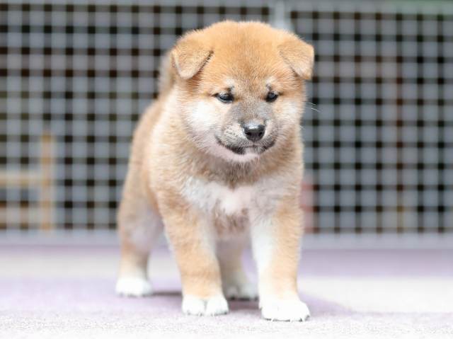 AI5I8516-puppy AI5I8516-puppy