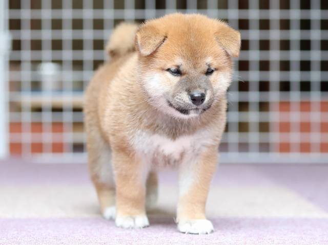 AI5I8541-puppy AI5I8541-puppy