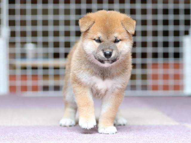 AI5I8546-puppy AI5I8546-puppy