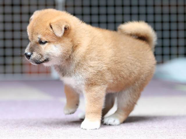 AI5I8593-puppy AI5I8593-puppy