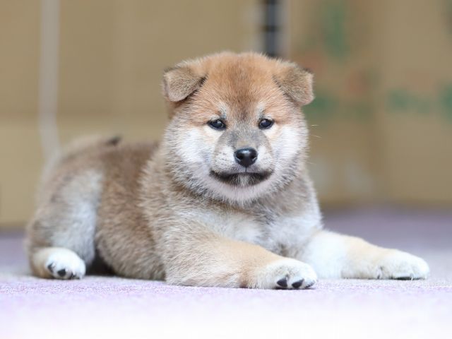 AI5I8632-puppy AI5I8632-puppy
