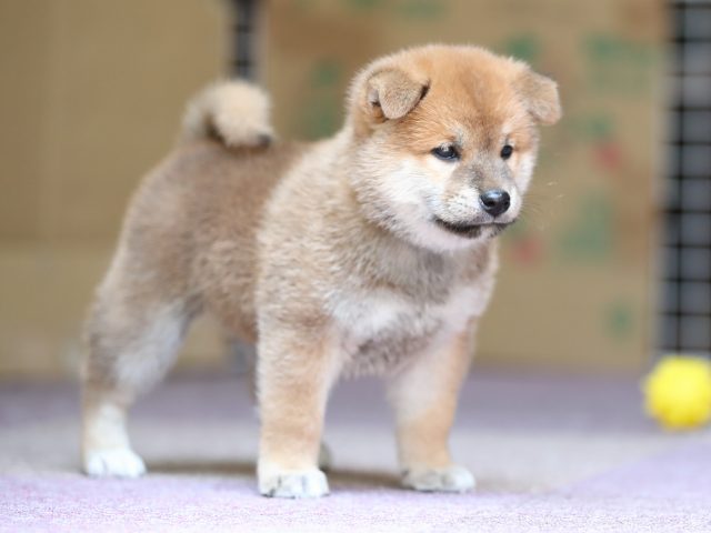 AI5I8647-puppy AI5I8647-puppy