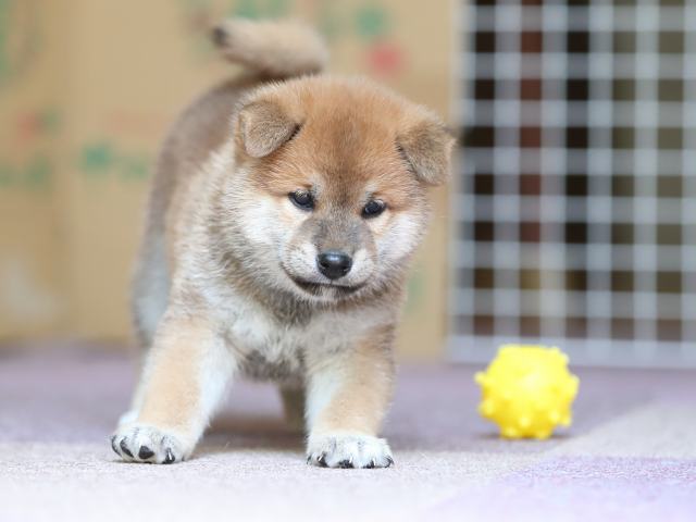 AI5I8678-puppy AI5I8678-puppy