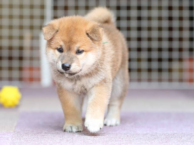 AI5I8714-puppy AI5I8714-puppy