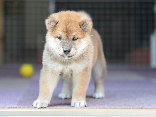 AI5I8735-puppy AI5I8735-puppy