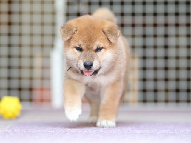 AI5I8785-puppy AI5I8785-puppy