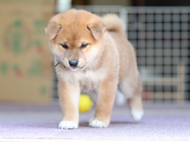 AI5I8800-puppy AI5I8800-puppy