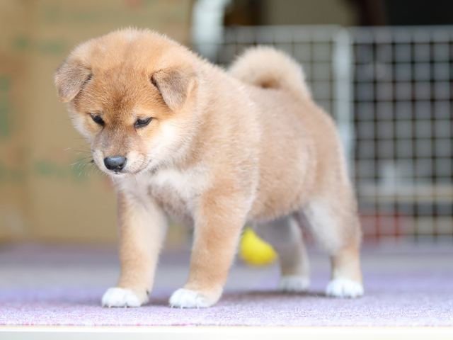 AI5I8806-puppy AI5I8806-puppy