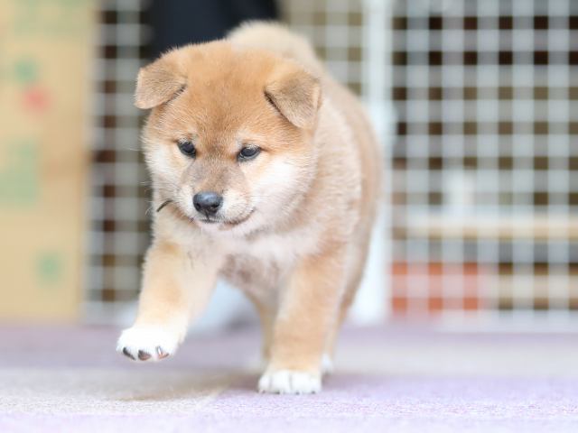 AI5I8833-puppy AI5I8833-puppy