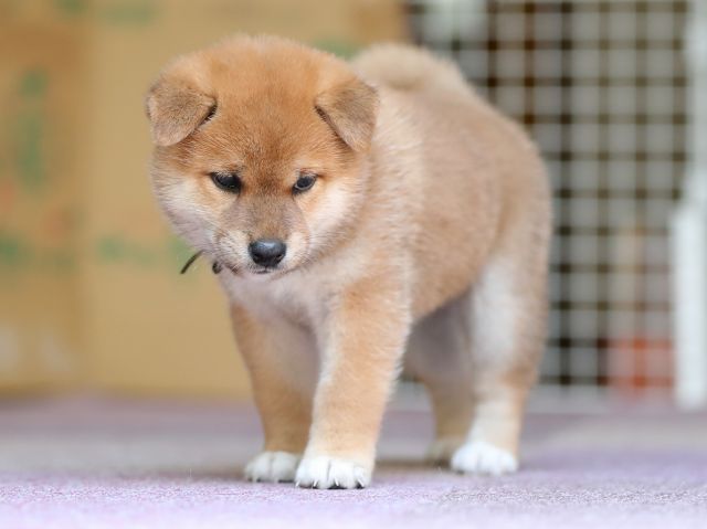 AI5I8882-puppy AI5I8882-puppy