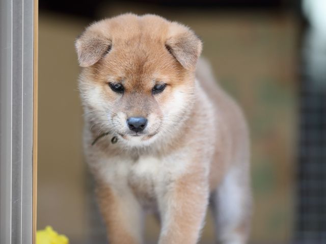 AI5I8906-puppy AI5I8906-puppy