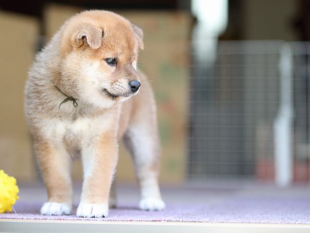 AI5I8910-puppy AI5I8910-puppy