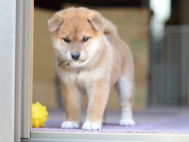 AI5I8921-puppy AI5I8921-puppy
