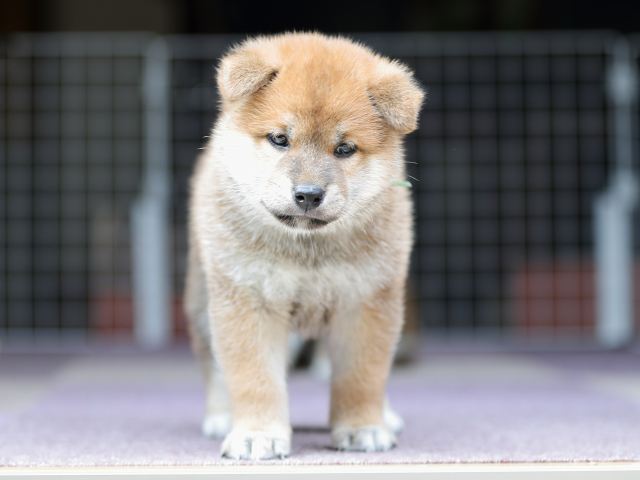 AI5I8962-puppy AI5I8962-puppy