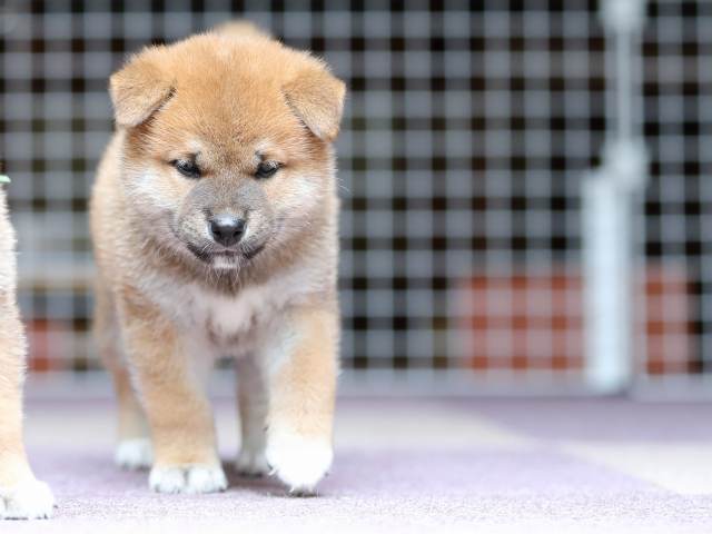 AI5I8992-puppy AI5I8992-puppy