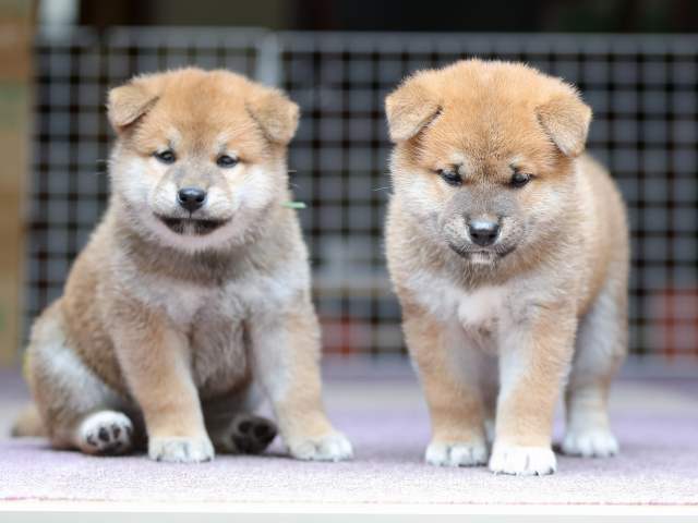 AI5I9005-puppy AI5I9005-puppy