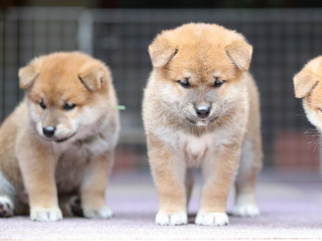 AI5I9018-puppy AI5I9018-puppy