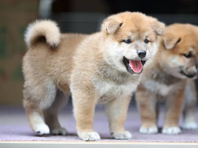 AI5I9049-puppy AI5I9049-puppy