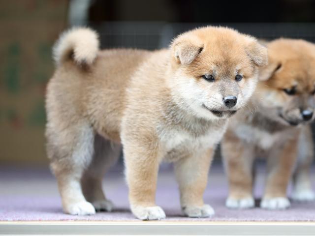 AI5I9050-puppy AI5I9050-puppy