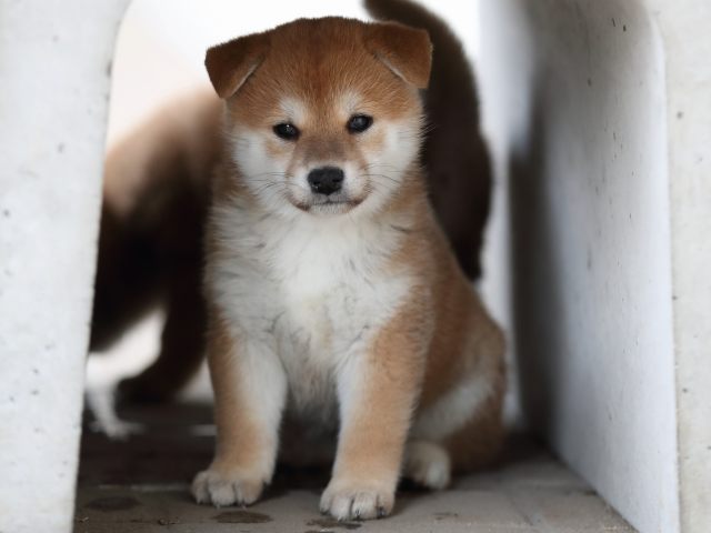 AI5I9655-puppy AI5I9655-puppy