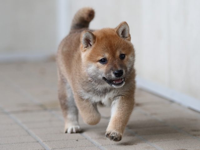 AI5I9687-puppy AI5I9687-puppy