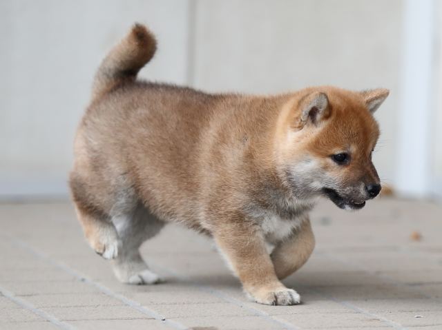 AI5I9711-puppy AI5I9711-puppy