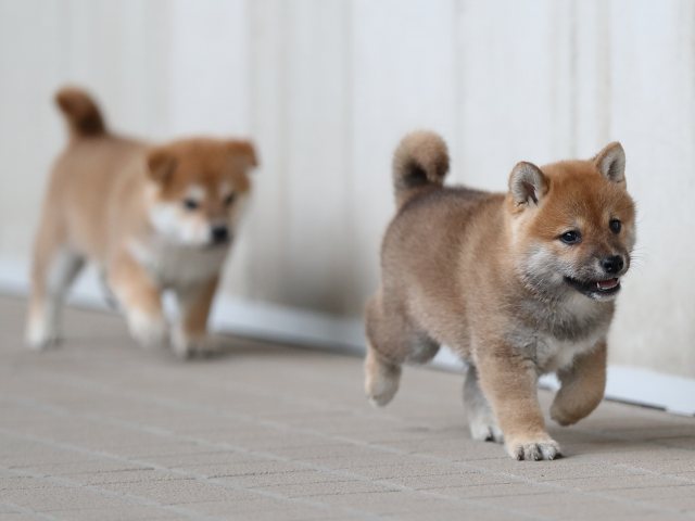 AI5I9730-puppy AI5I9730-puppy