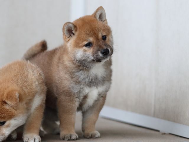 AI5I9781-puppy AI5I9781-puppy
