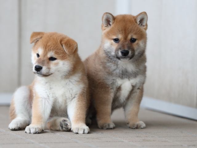 AI5I9785-puppy AI5I9785-puppy